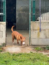 POLLUX, Hund, Podengo Portugues in Spanien - Bild 5