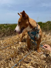 POLLUX, Hund, Podengo Portugues in Spanien - Bild 6