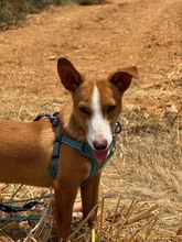 POLLUX, Hund, Podengo Portugues in Spanien - Bild 7