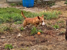 POLLUX, Hund, Podengo Portugues in Spanien - Bild 8