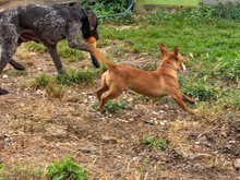 POLLUX, Hund, Podengo Portugues in Spanien - Bild 9