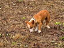 CASTOR, Hund, Podengo Portugues in Spanien - Bild 10