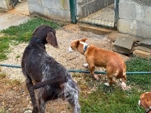 CASTOR, Hund, Podengo Portugues in Spanien - Bild 14