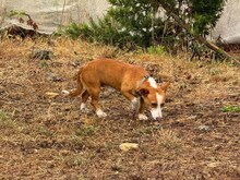 CASTOR, Hund, Podengo Portugues in Spanien - Bild 15