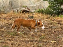 CASTOR, Hund, Podengo Portugues in Spanien - Bild 3