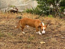 CASTOR, Hund, Podengo Portugues in Spanien - Bild 4