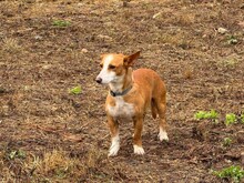 CASTOR, Hund, Podengo Portugues in Spanien - Bild 9