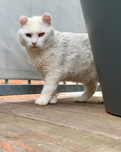 MONA, Katze, Rassekatze-Mix in Obertshausen - Bild 3