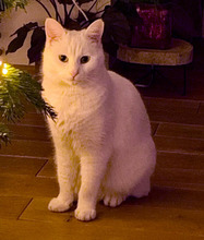 FRIEDA, Katze, Hauskatze-Mix in Obertshausen - Bild 3