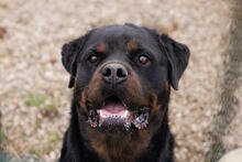 EDE, Hund, Rottweiler-Mix in Kroatien - Bild 1