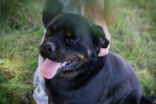 EDE, Hund, Rottweiler-Mix in Kroatien - Bild 2