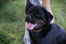 EDE, Hund, Rottweiler-Mix in Kroatien - Bild 3