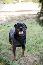 EDE, Hund, Rottweiler-Mix in Kroatien - Bild 4