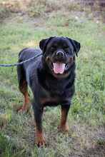 EDE, Hund, Rottweiler-Mix in Kroatien - Bild 5