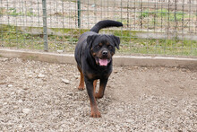 EDE, Hund, Rottweiler-Mix in Kroatien - Bild 7