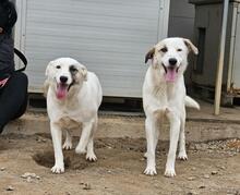 GIACINTA, Hund, Mischlingshund in Italien - Bild 6