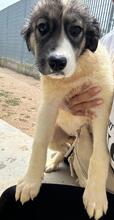 GALATEA, Hund, Mischlingshund in Italien - Bild 10