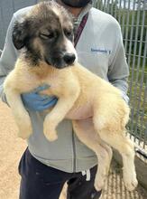 GALATEA, Hund, Mischlingshund in Italien - Bild 11