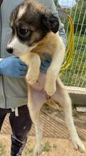 GALATEA, Hund, Mischlingshund in Italien - Bild 12