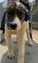 GALATEA, Hund, Mischlingshund in Italien - Bild 13
