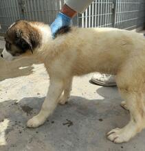 GALATEA, Hund, Mischlingshund in Italien - Bild 14
