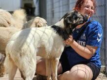 GALATEA, Hund, Mischlingshund in Italien - Bild 2