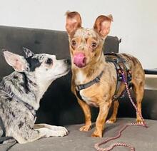 VIVIEN, Hund, Chihuahua-Mix in Pleinfeld - Bild 2