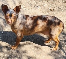 VIVIEN, Hund, Chihuahua-Mix in Pleinfeld - Bild 4