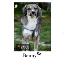 BENNY, Hund, Mischlingshund in Rumänien - Bild 1