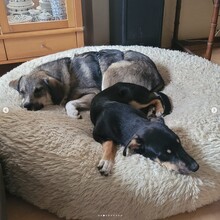 BENNY, Hund, Mischlingshund in Rumänien - Bild 2