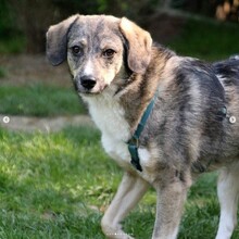 BENNY, Hund, Mischlingshund in Rumänien - Bild 3