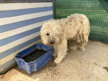 GEDEON, Hund, Komondor-Mix in Ungarn - Bild 1