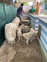 GEDEON, Hund, Komondor-Mix in Ungarn - Bild 2