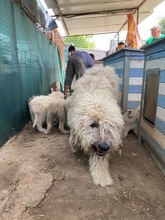 GEDEON, Hund, Komondor-Mix in Ungarn - Bild 3