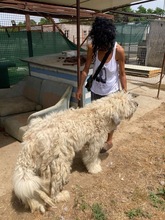 GEDEON, Hund, Komondor-Mix in Ungarn - Bild 4