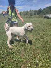 GEDEON, Hund, Komondor-Mix in Ungarn - Bild 5