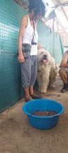 GEDEON, Hund, Komondor-Mix in Ungarn - Bild 6