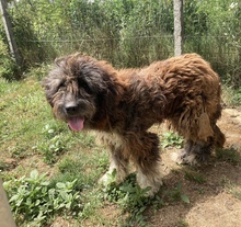 GABO, Hund, Herdenschutzhund-Mix in Ungarn - Bild 1