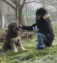 GABO, Hund, Herdenschutzhund-Mix in Ungarn - Bild 10