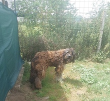 GABO, Hund, Herdenschutzhund-Mix in Ungarn - Bild 4