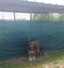 GABO, Hund, Herdenschutzhund-Mix in Ungarn - Bild 5