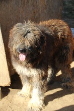GABO, Hund, Herdenschutzhund-Mix in Ungarn - Bild 9