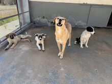 LUANA, Hund, Mischlingshund in Italien - Bild 17