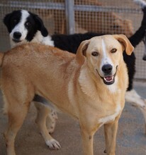 LUANA, Hund, Mischlingshund in Italien - Bild 2