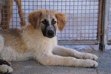 LINUS, Hund, Mischlingshund in Italien - Bild 10