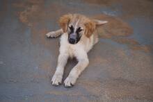 LINUS, Hund, Mischlingshund in Italien - Bild 12