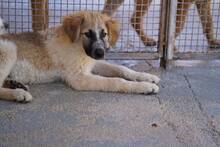 LINUS, Hund, Mischlingshund in Italien - Bild 13