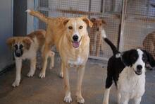 LINUS, Hund, Mischlingshund in Italien - Bild 15