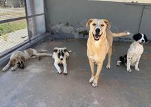 LINUS, Hund, Mischlingshund in Italien - Bild 16