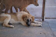 LINUS, Hund, Mischlingshund in Italien - Bild 19